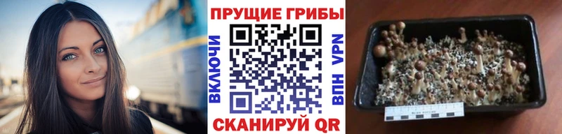 Купить закладки Дагестанские Огни Галлюциногенные грибы Cubensis